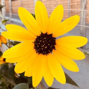 Meet your Posher, Ava